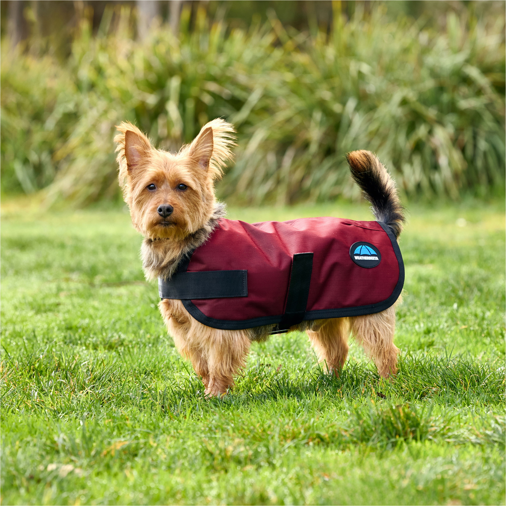 2025 Weatherbeeta Comfitec Classic Waterproof Dog Coat 1029048 - Burgundy